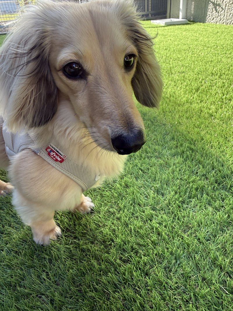 加工前の元写真(庭の芝生にいる愛犬)