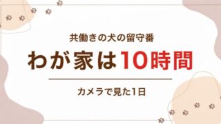 共働きの犬の留守番 わが家は10時間 カメラで見た1日