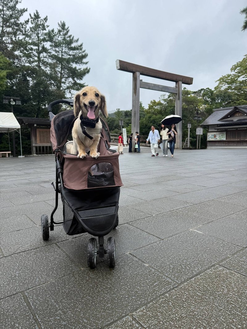 伊勢神宮内宮の鳥居前でカートに乗る犬