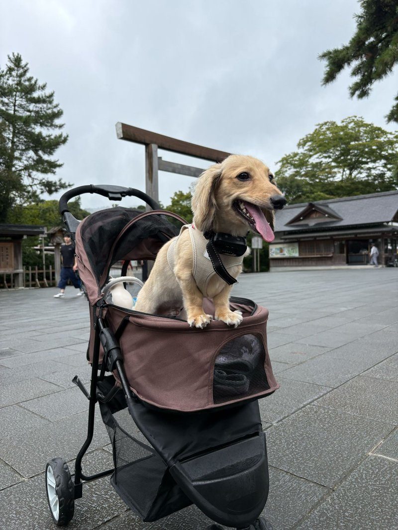 雨上がりの伊勢神宮でカートから顔を出す犬