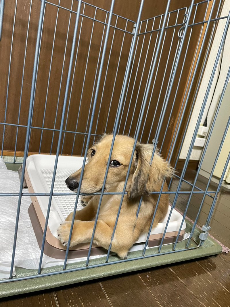 子犬のころ、ケージの中で過ごすノアくん