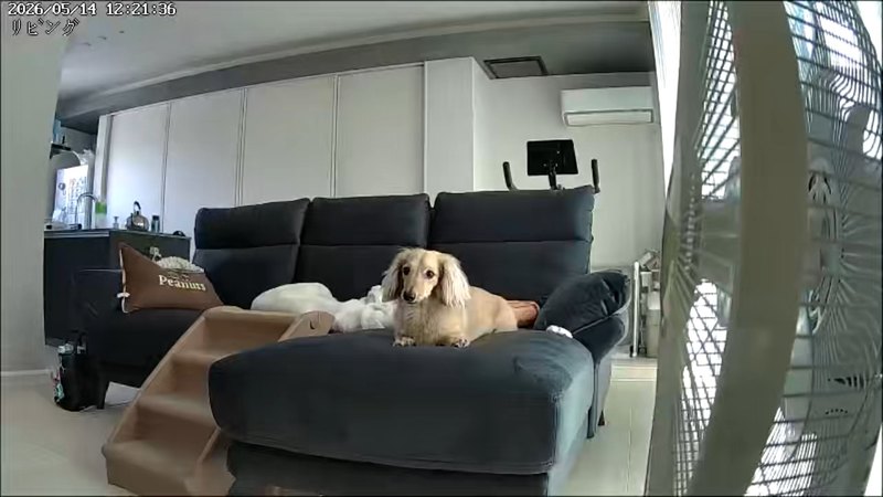 見守りカメラに映った、ソファの上で伏せてくつろぐ犬